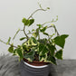 Senecio Macroglossus Variegata