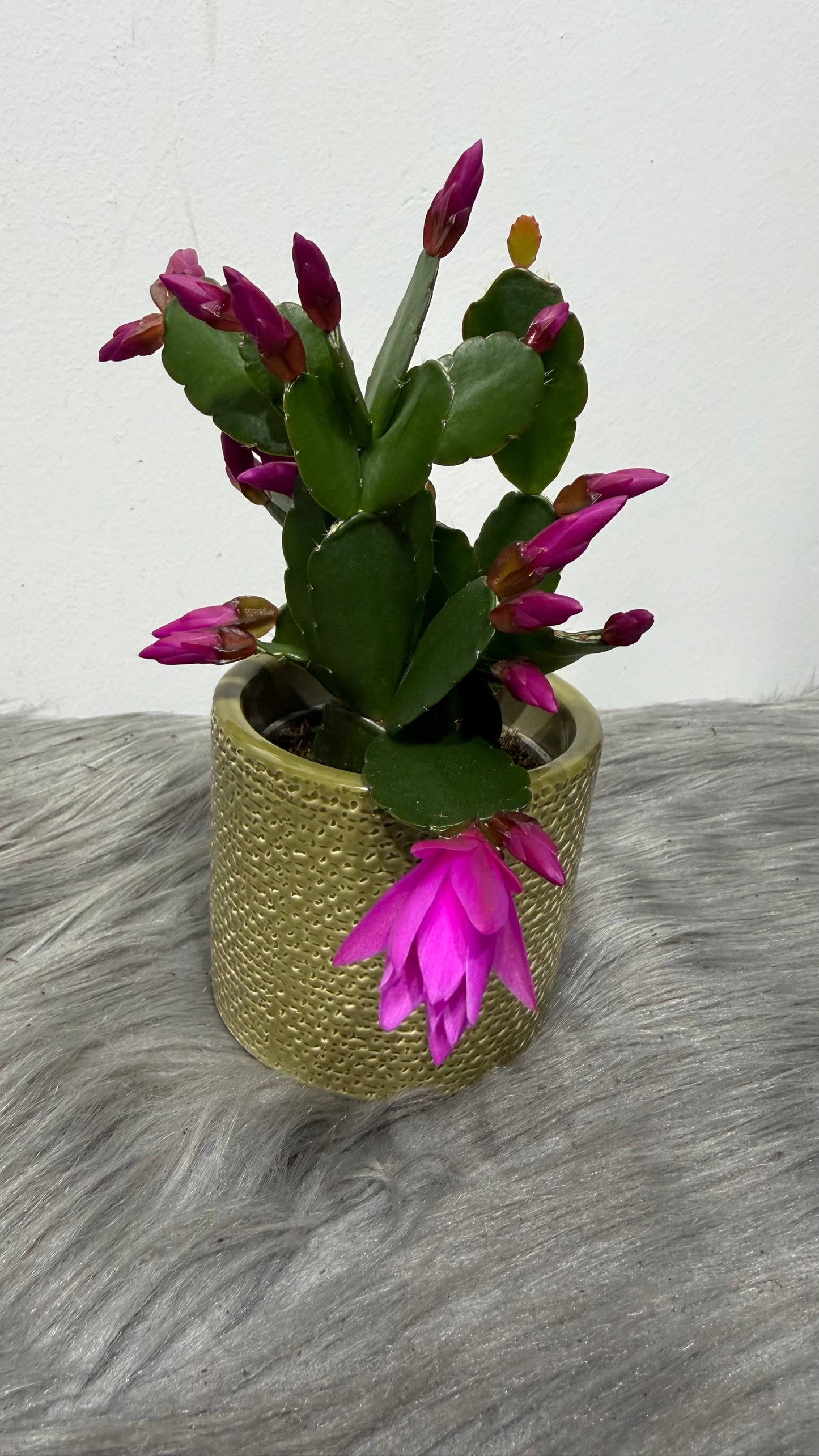 Rhipsalidopsis Pink