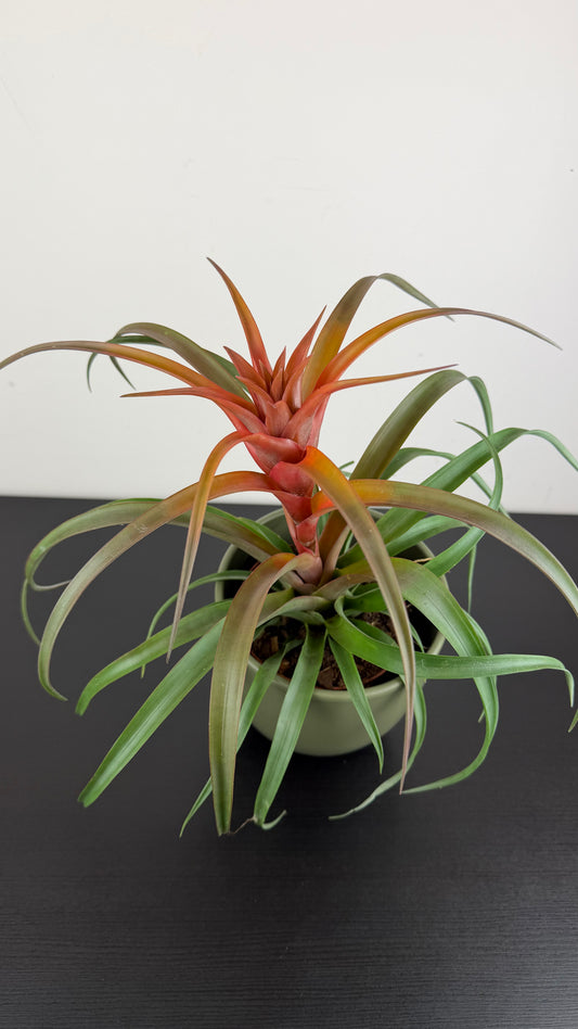 Tillandsia Capitata Hermosa