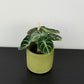 Alocasia Ninja