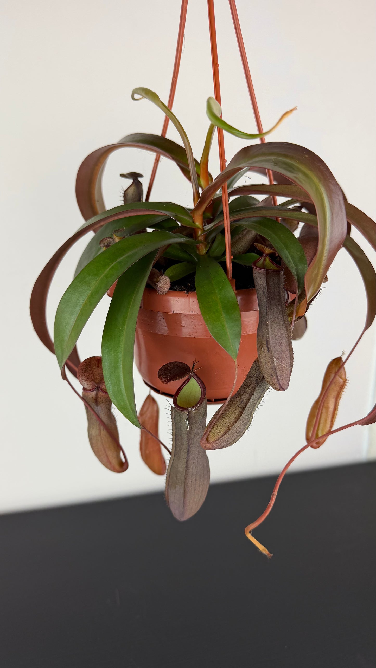Nepenthes Rebecca Soper