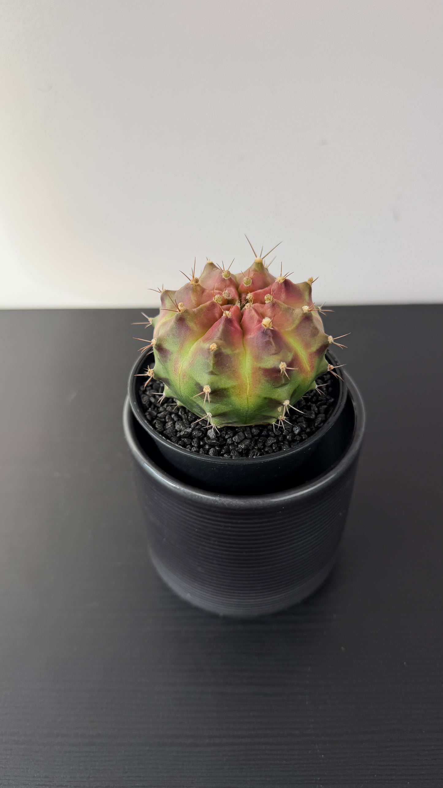 Gymnocalycium Wheel