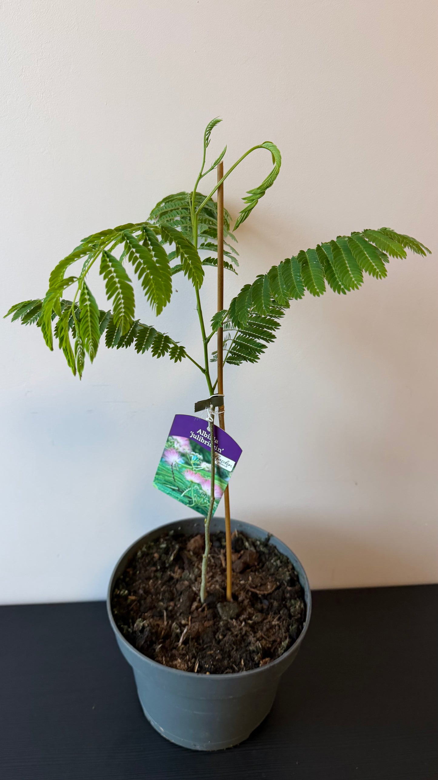 Albizia Julibrissin