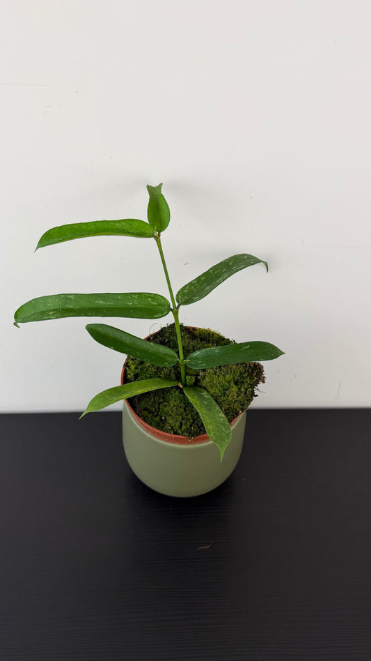 Hoya Pandurata
