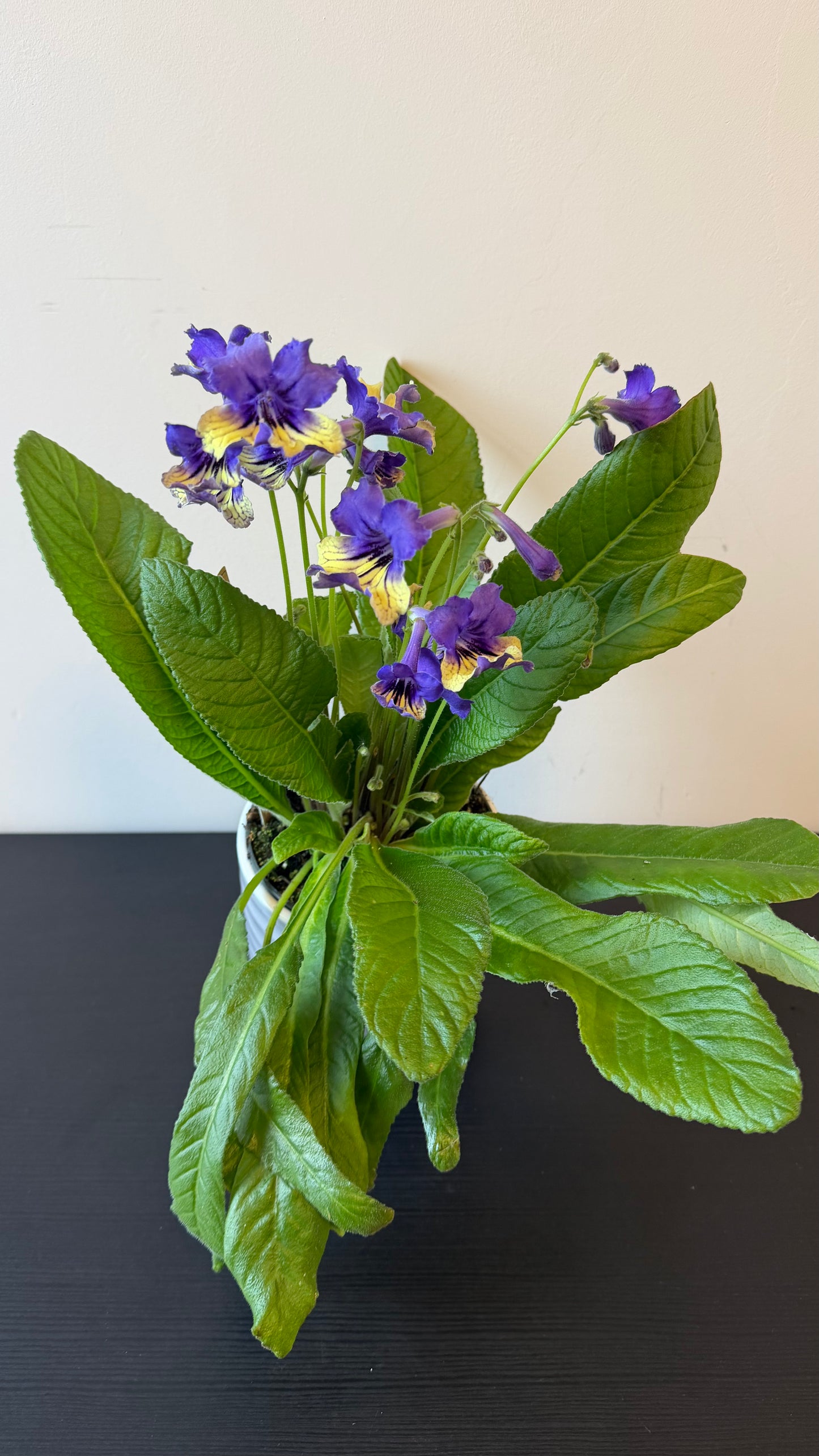 Streptocarpus 3