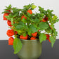 Physalis alkekengi