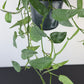 Epipremnum Cebu Blue