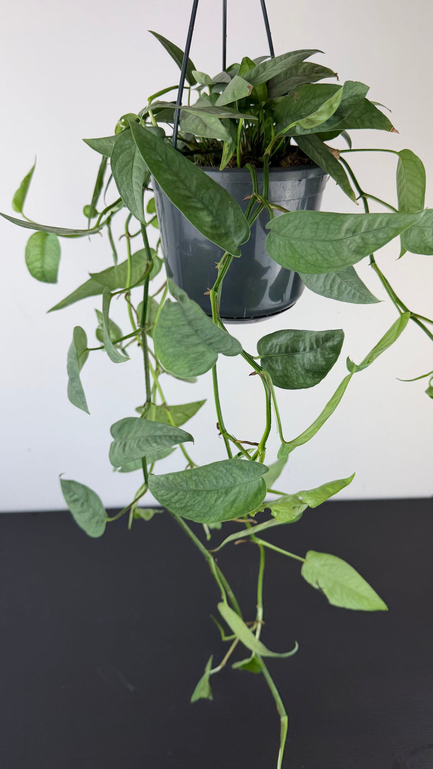 Epipremnum Cebu Blue