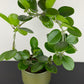 Hoya Australis