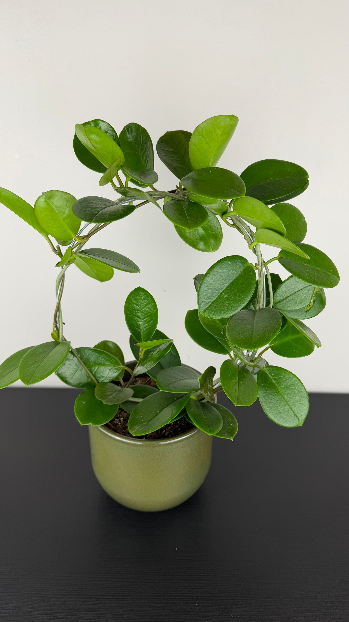 Hoya Australis