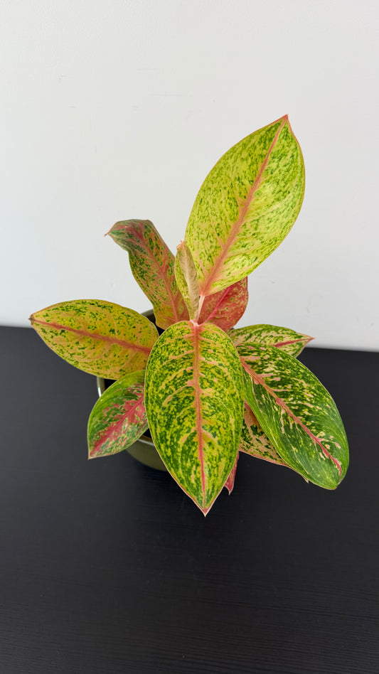Aglaonema 16