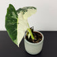 Alocasia Frydek Variegata