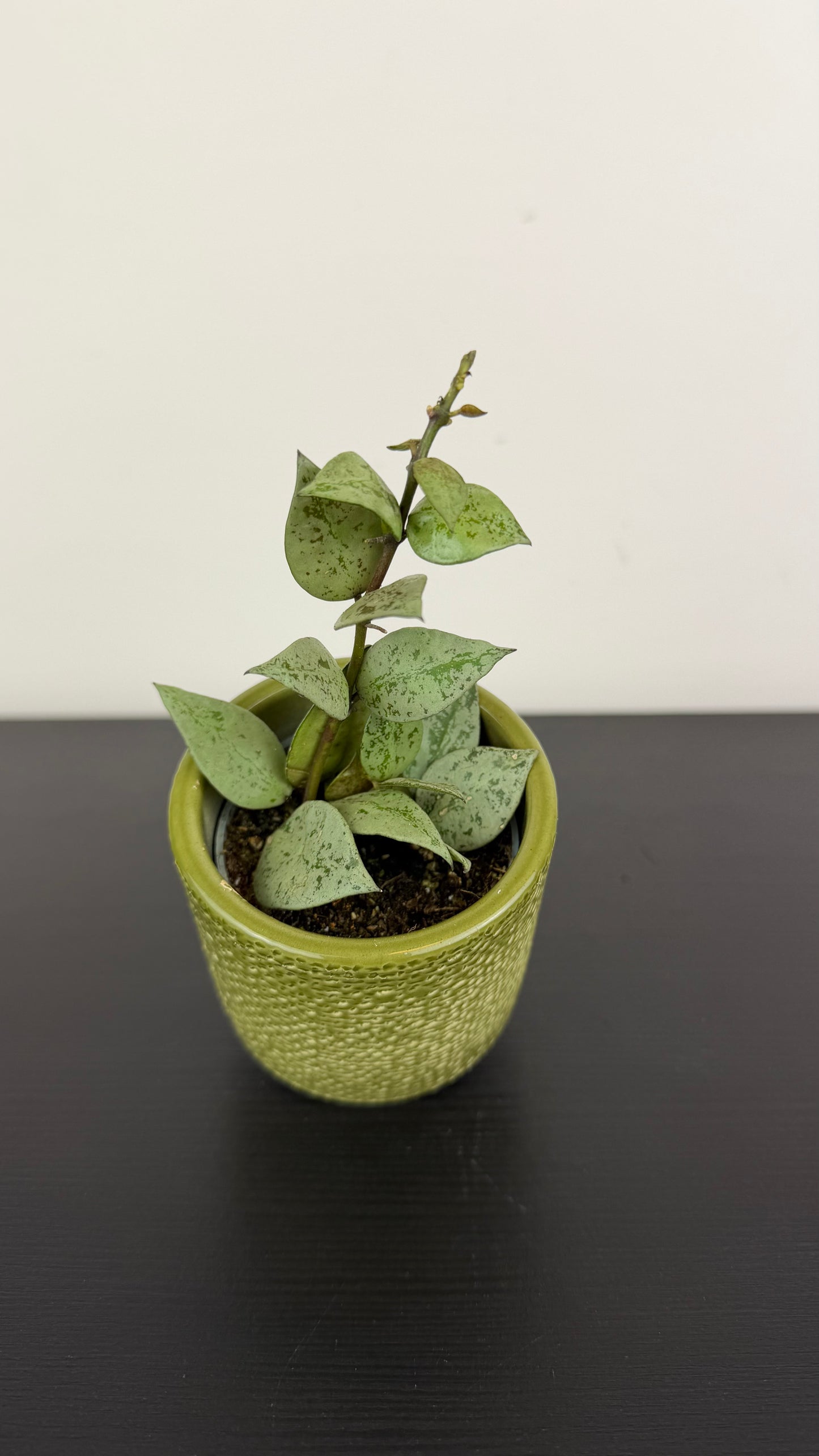 Hoya krohniana 'Eskimo'
