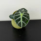 Alocasia Balloon Heart