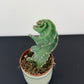 Cereus Peruvianus Tortuosus