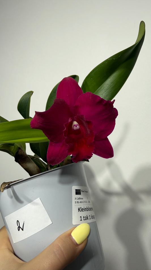 Cattleya 2