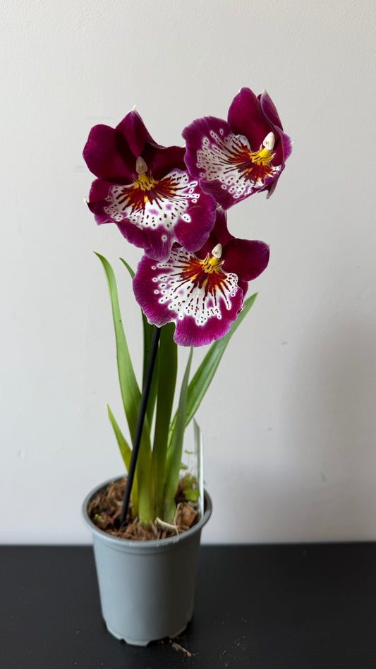Miltoniopsis 3