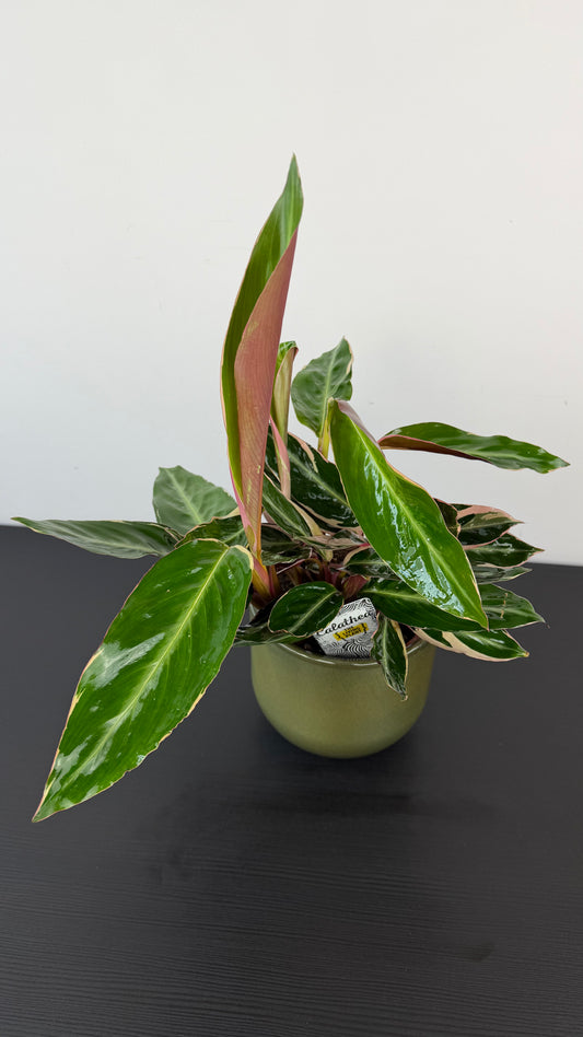 Stromanthe Triostar