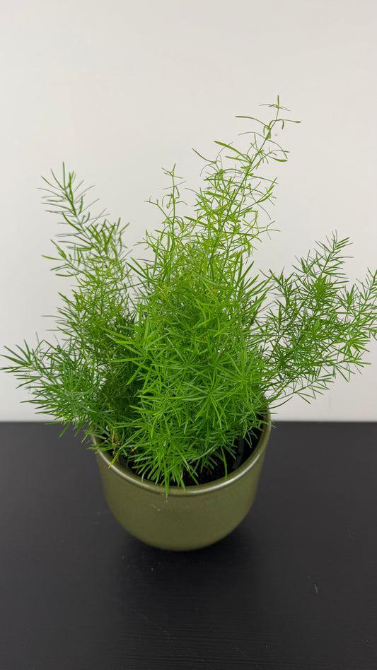 Asparagus Sprengeri