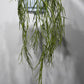 Hoya linearis