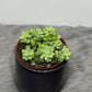 Sedum burrito