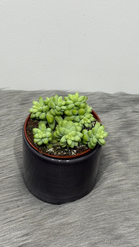 Sedum burrito