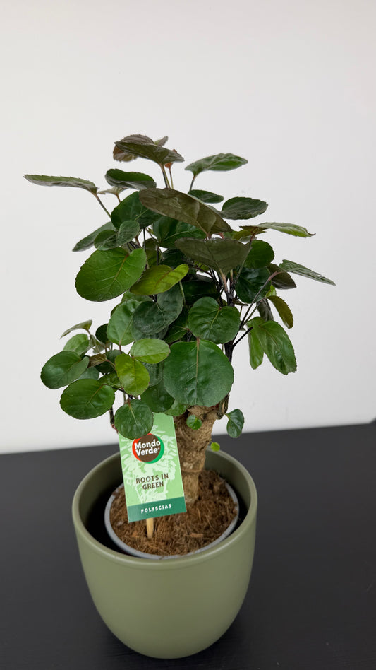 Polyscias Fabian
