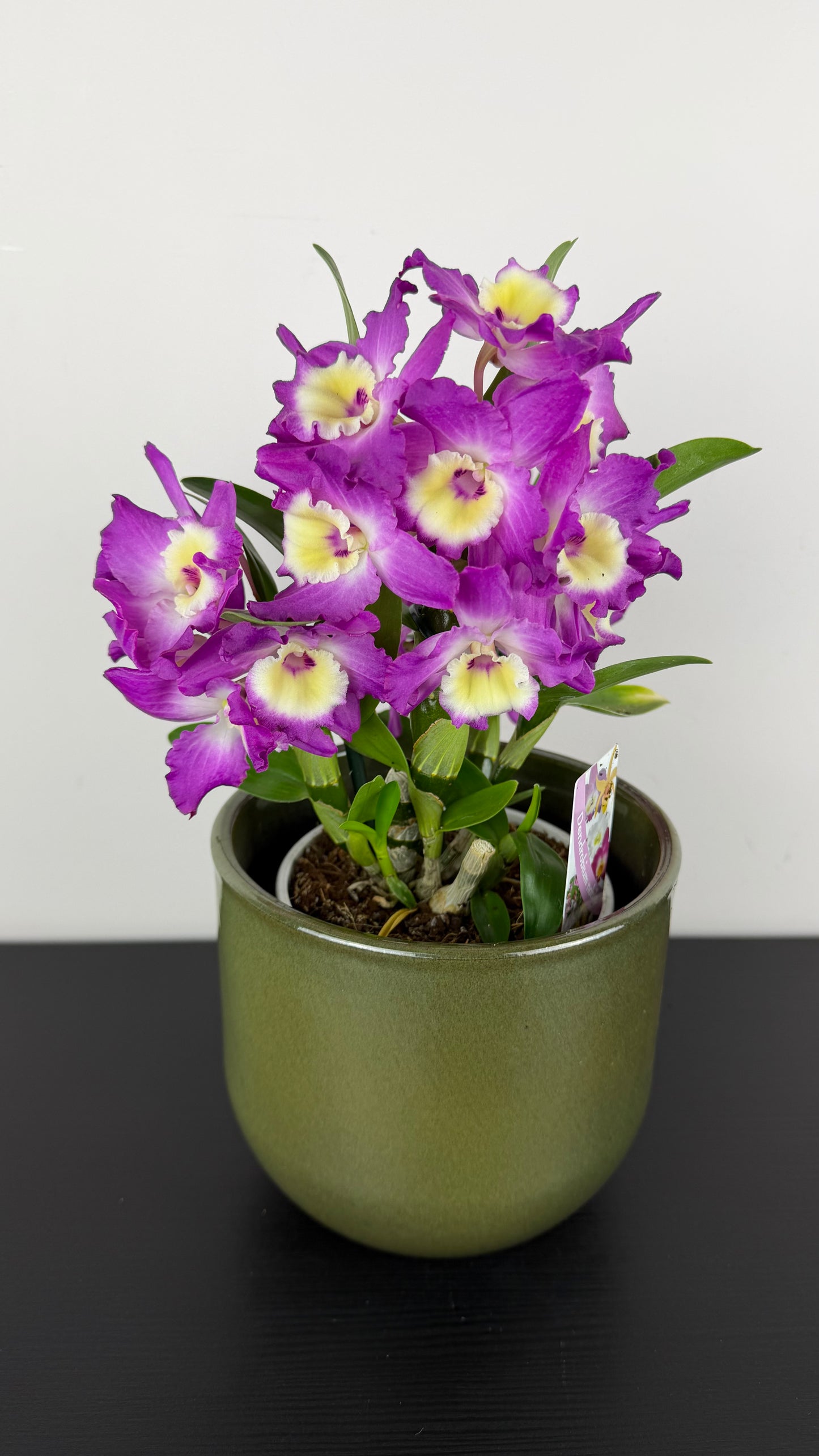 Dendrobium Nobile