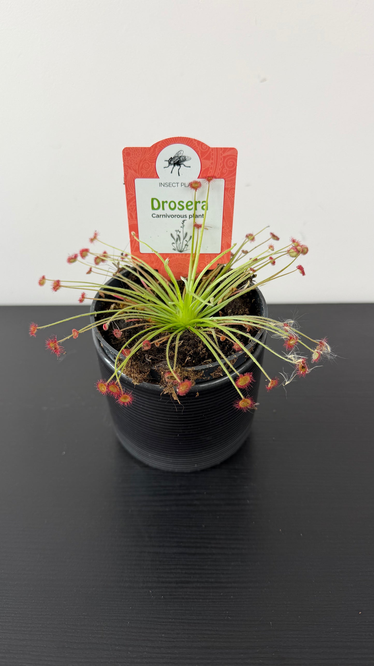 Drosera 3