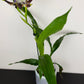 Zygopetalum Louisendorf 2