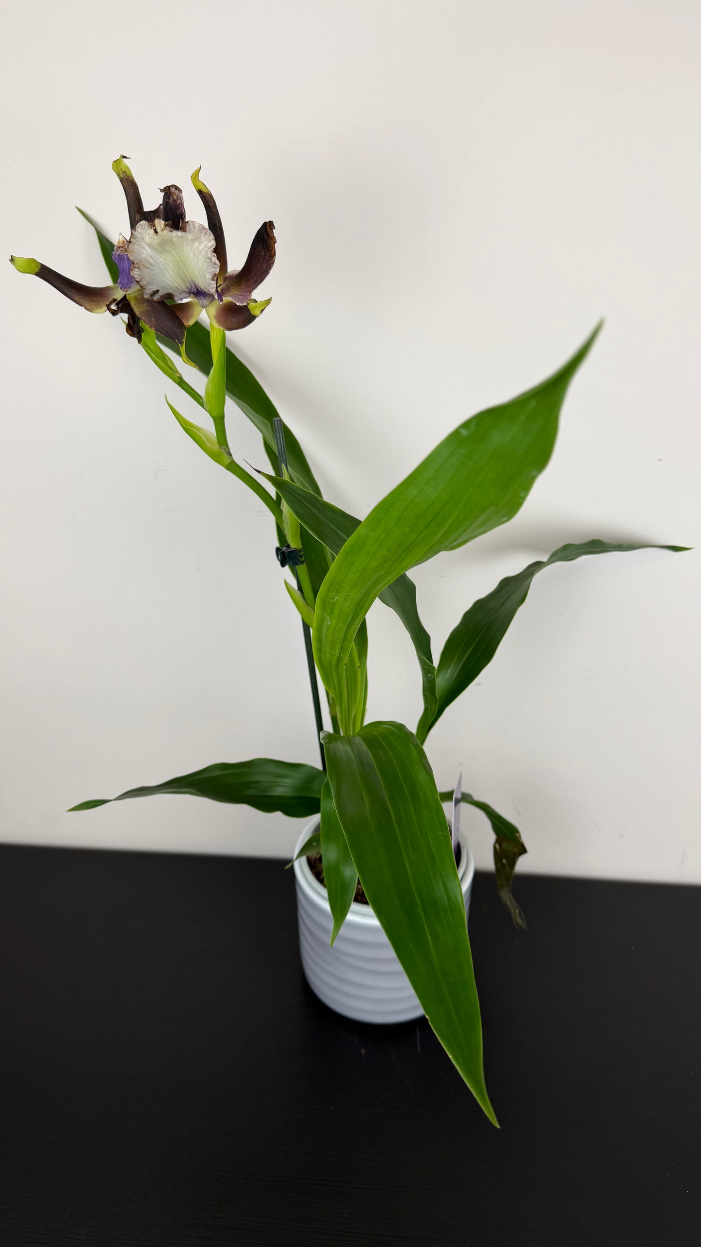 Zygopetalum Louisendorf 2