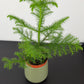 Araucaria Heterophyl