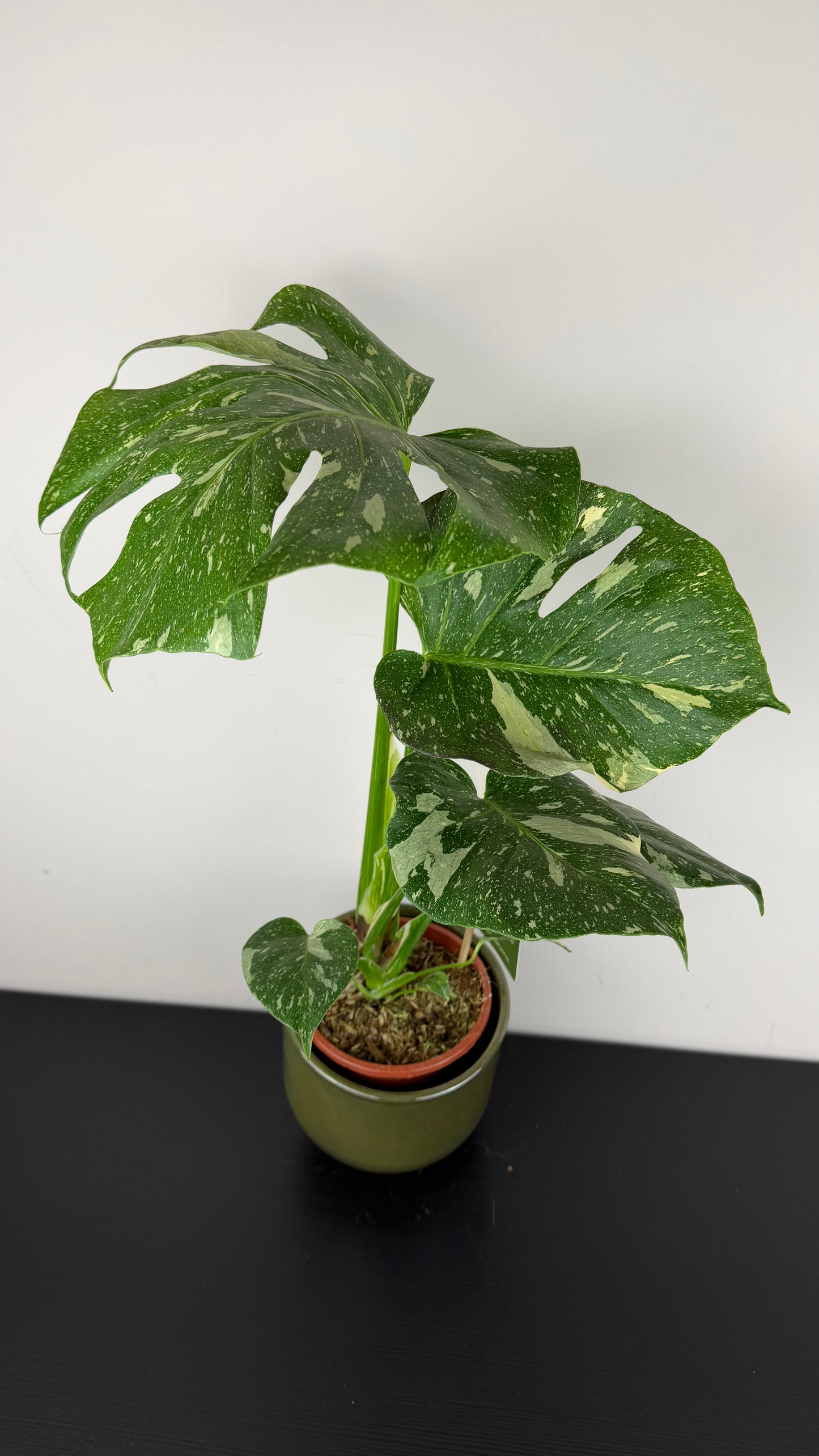 Monstera Thai Constellation