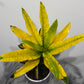 Codiaeum Sunny Star