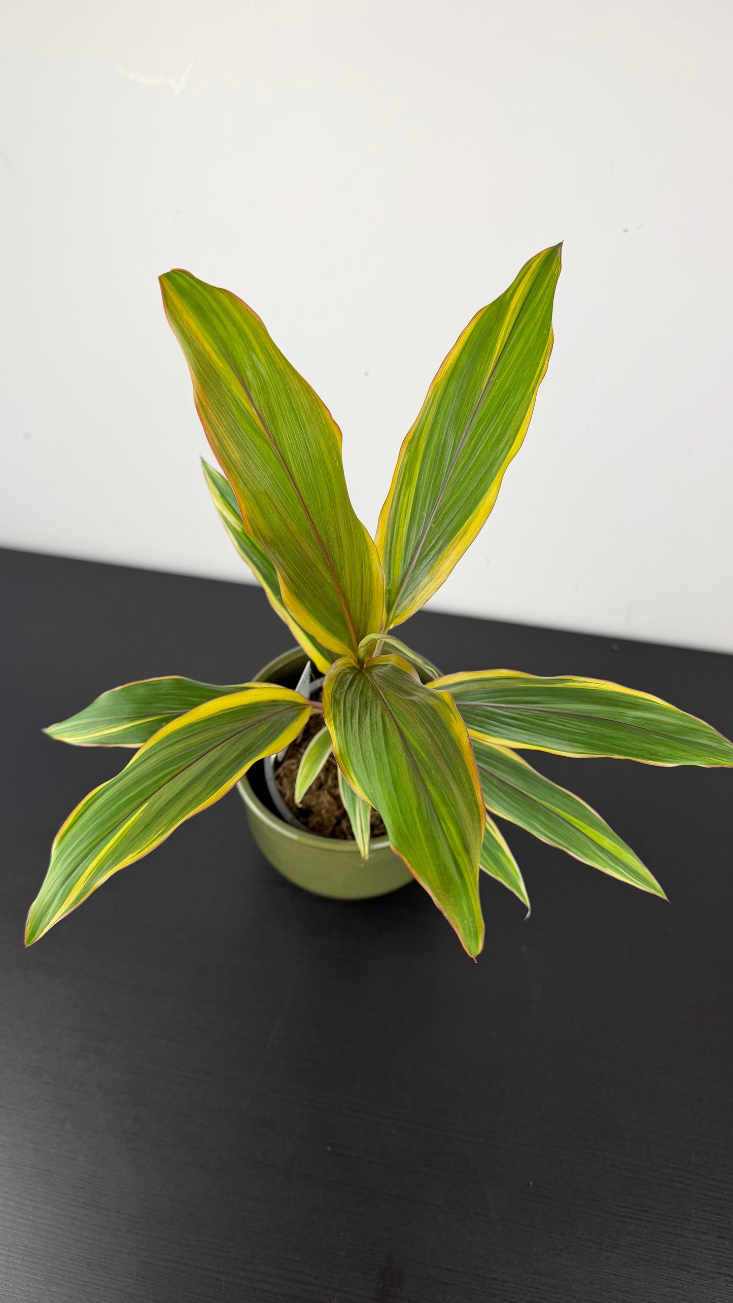 Cordyline 1