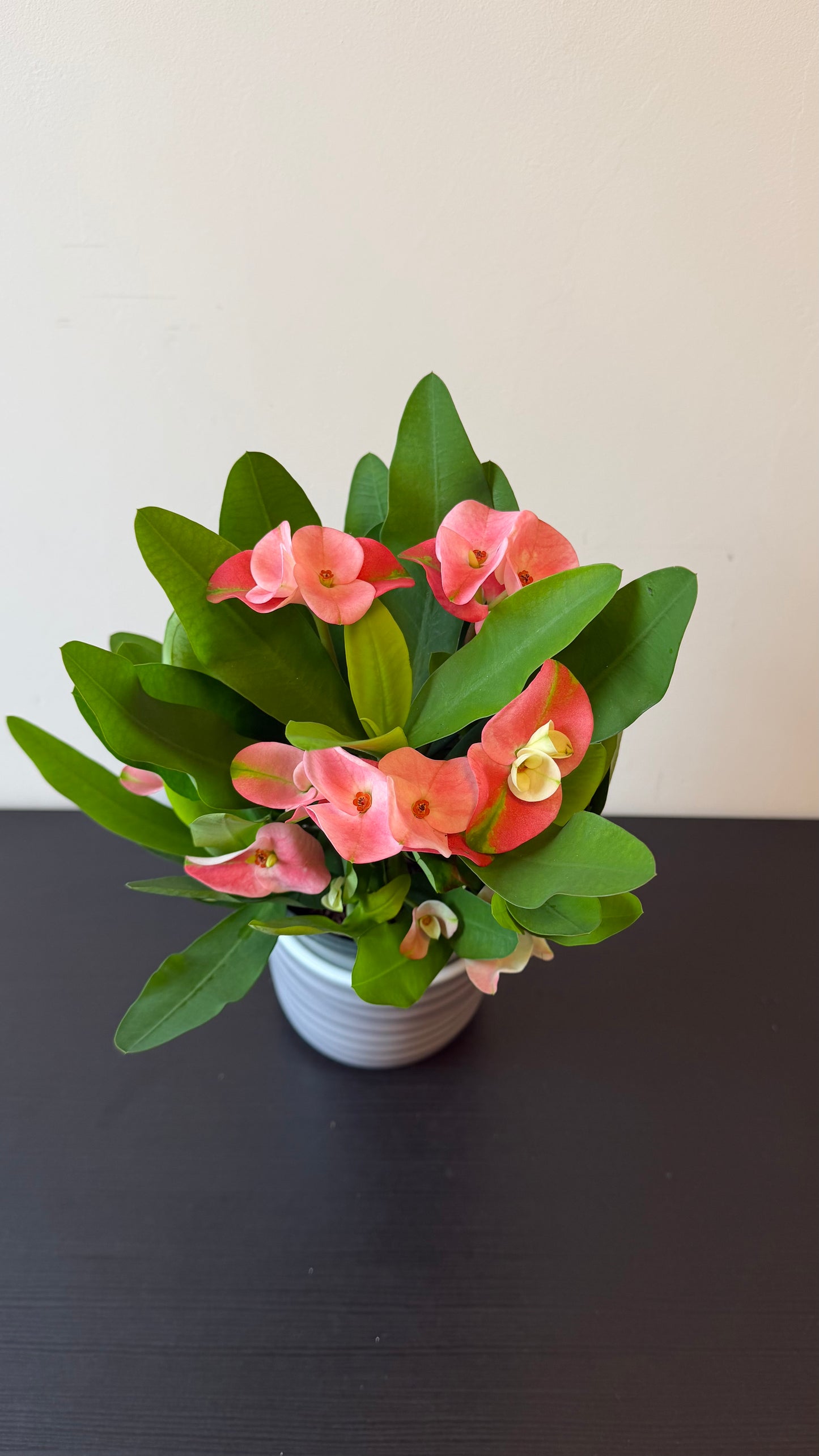 Euphorbia Milii Charlotte