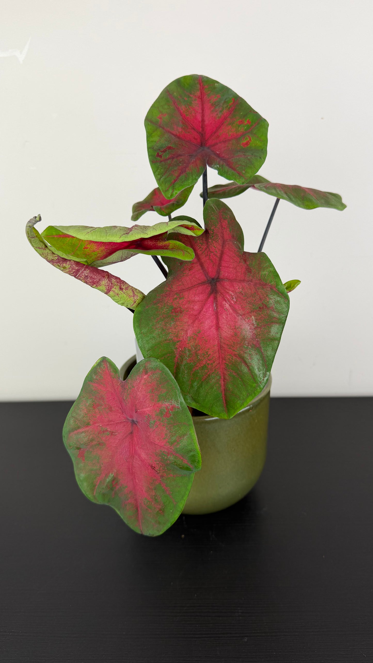 Caladium 2