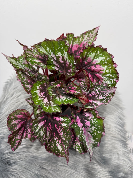 Begonia Beleaf 4