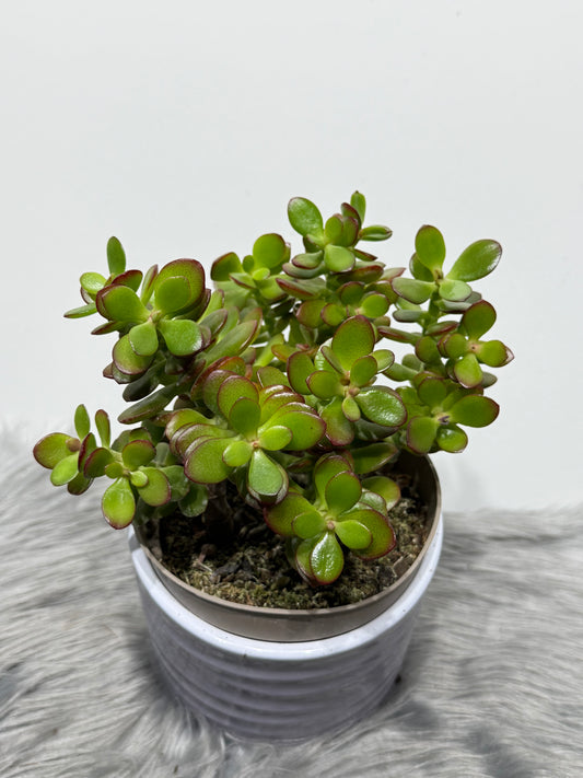 Crassula 2