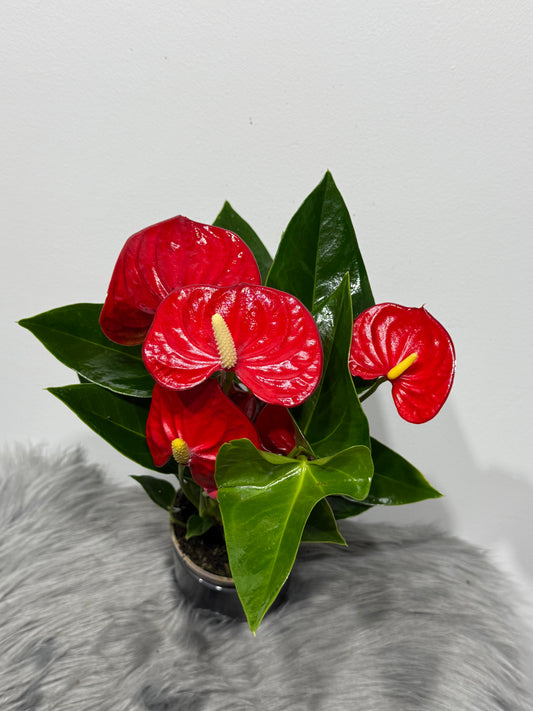 Anthurium Red