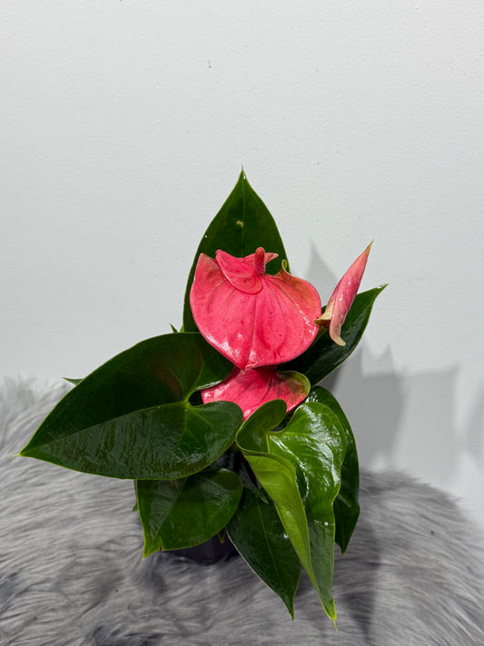 Anthurium Pink