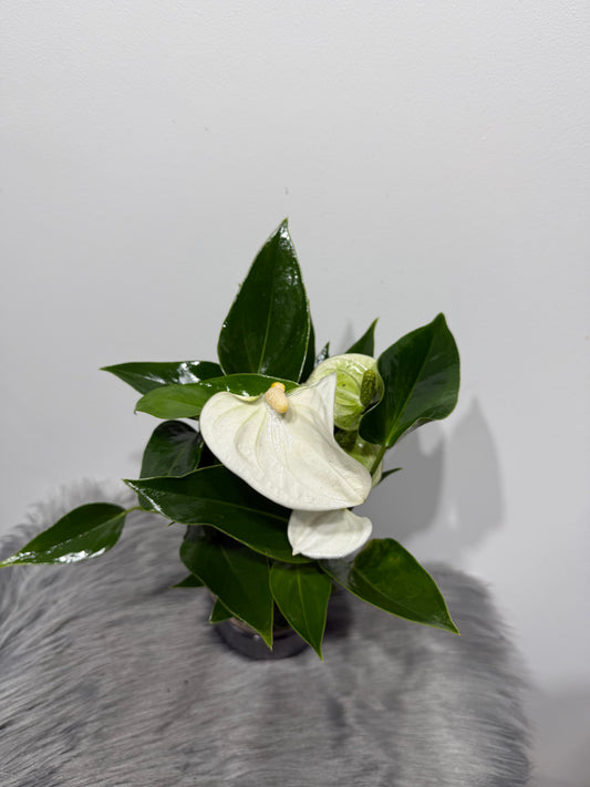 Anthurium White