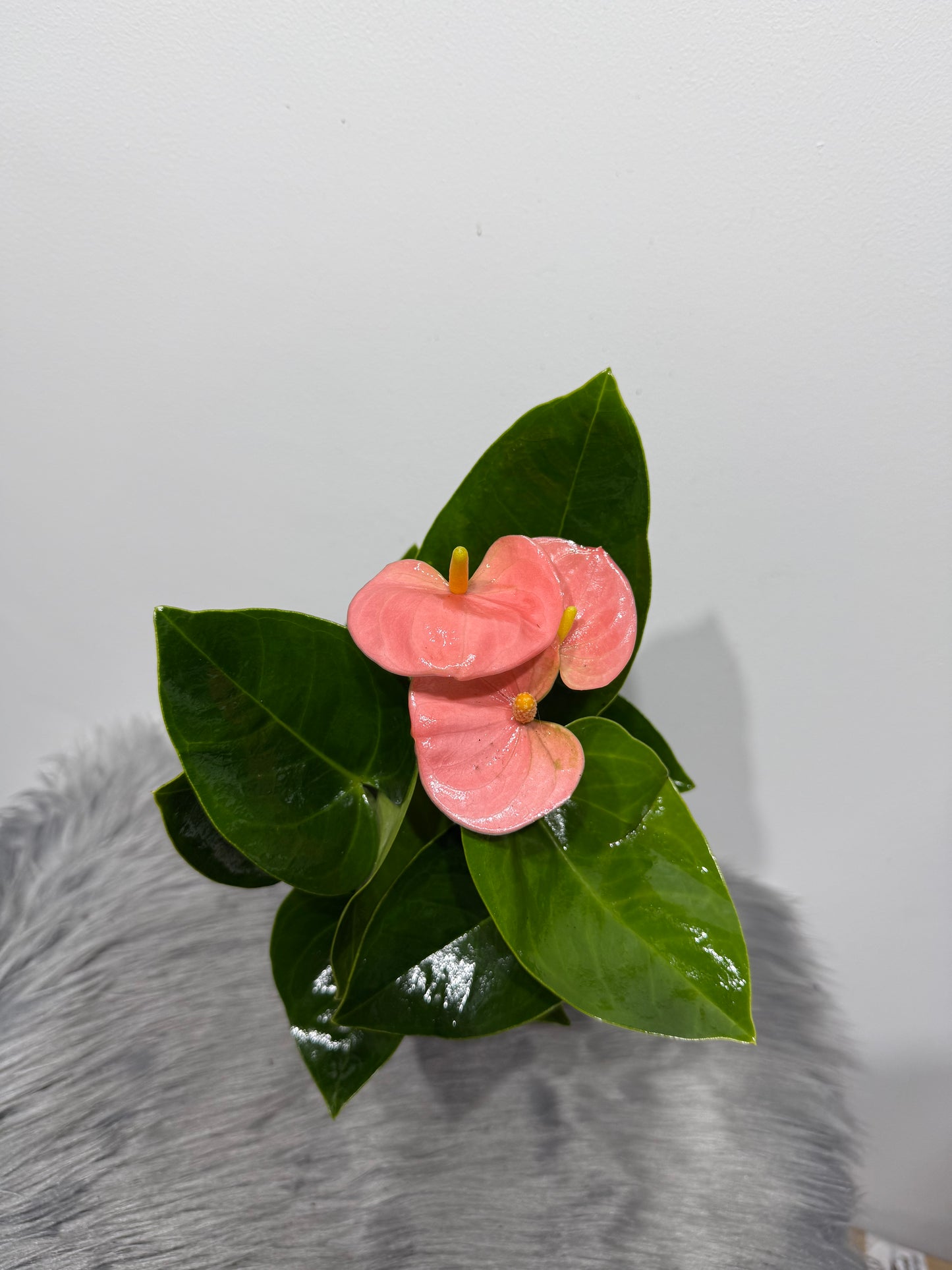 Anthurium Pink/white