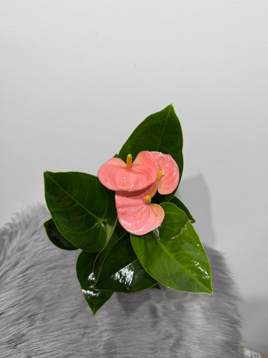 Anthurium Pink/white