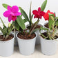 Cattleya Mix