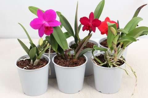 Cattleya Mix