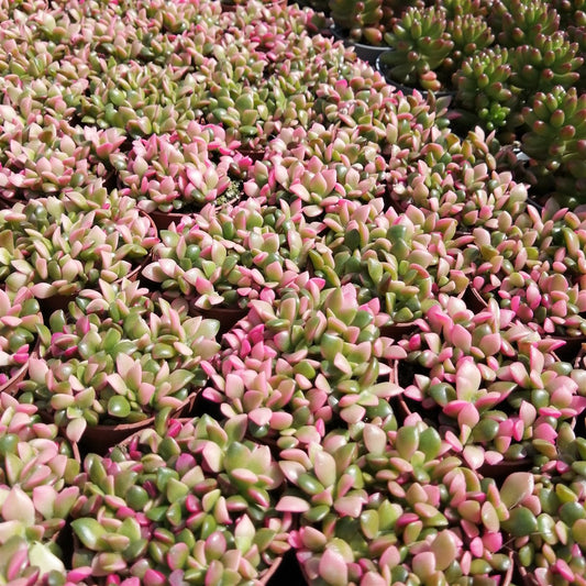 Anacampseros rufescens variegata