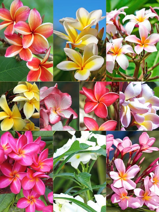 Plumeria Rubra Hawaiian