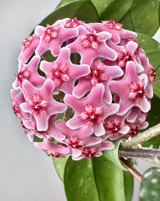Hoya Freckles Splash