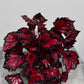 Begonia Beleaf 4